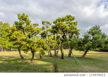 Group of pine trees in Japanese park, Kanazawa, Japan. 114970013