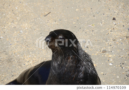 海獅 114970109