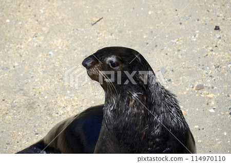 海獅 114970110