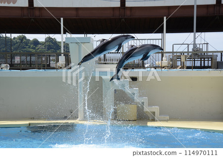dolphin jump 114970111