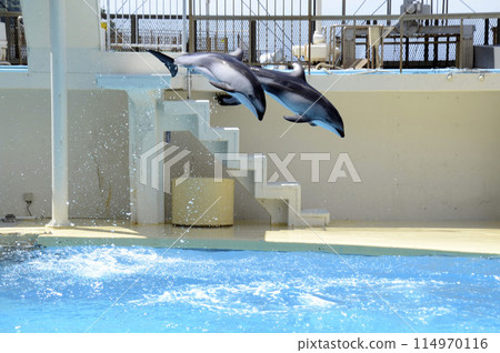 dolphin jump dolphin jump 114970116