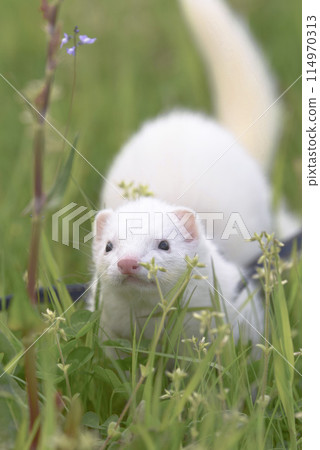 雪貂散步 114970313