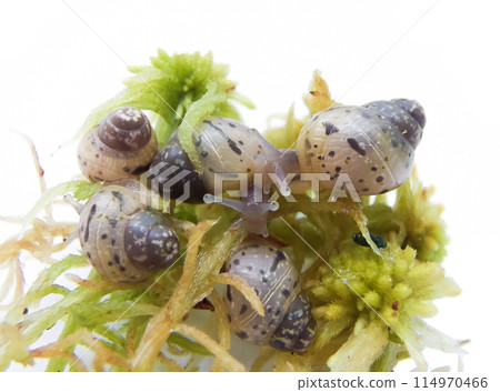 Young snails Achatina Young snails Achatina 114970466
