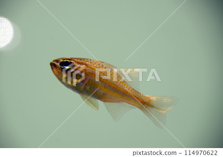 白斑鯛魚 白斑鯛魚 114970622