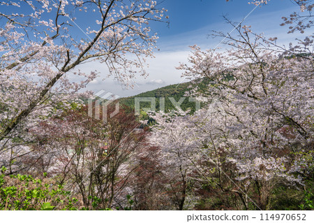Scenery of cherry blossoms in full bloom at Okuyama Park (Shizuoka Prefecture) 114970652