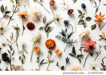 delicate colorful wildflowers on white background. wild flowers on white background delicate colorful wildflowers on white background. wild flowers on white background 114970705