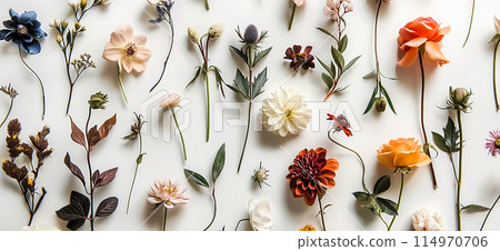 delicate colorful wildflowers on white background. wild flowers on white background delicate colorful wildflowers on white background. wild flowers on white background 114970706