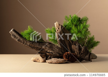 Abstract nature scene with a composition of spruce branches, stones, and dry snags. 114970885