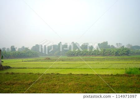 Fresh Nature with Green Paddy Field 114971097