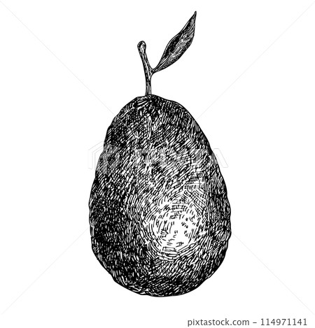 Avocado hass graphic vector illustration, hand drawn sketch of vegetable, leaf. Botanical drawing of tropical fruit. Engraving for food packaging design. Plant sketch Avocado hass graphic vector illustration, hand drawn sketch of vegetable, leaf. Botanical drawing of tropical fruit. Engraving for food packaging design. Plant sketch 114971141