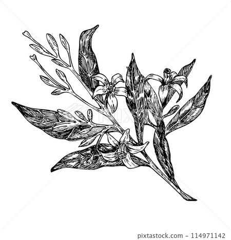 Avocado flowers graphic vector illustration, hand drawn sketch of leaves and flowers. Botanical drawing of tropical tree. Engraving for food packaging design. Plant sketch Avocado flowers graphic vector illustration, hand drawn sketch of leaves and flowers. Botanical drawing of tropical tree. Engraving for food packaging design. Plant sketch 114971142