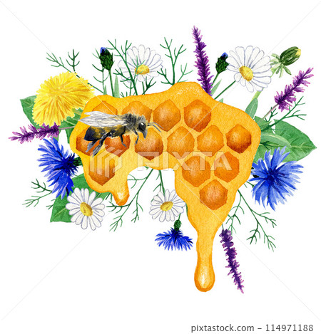 Watercolor composition with honeycombs, wild herbs and bee, with field herbs. Hand painted, illustration isolated on white background for cards Watercolor composition with honeycombs, wild herbs and bee, with field herbs. Hand painted, illustration isolated on white background for cards 114971188
