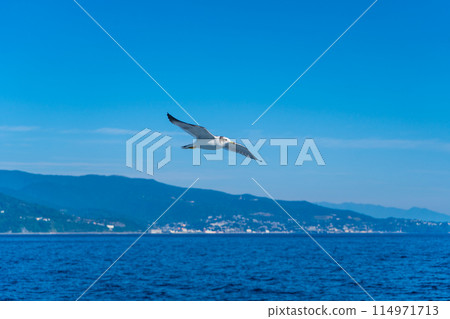 海鷗與帆船並肩飛行 114971713