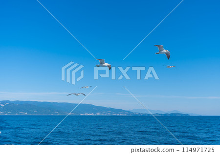 Seagulls flying alongside a sailing ship Seagulls flying alongside a sailing ship 114971725