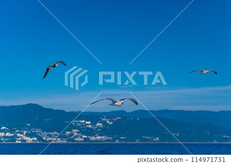 海鷗與帆船並肩飛行 114971731