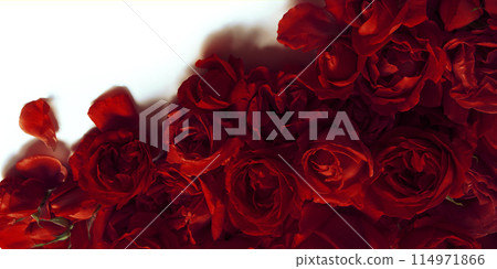 Red roses on a white background Red roses on a white background 114971866
