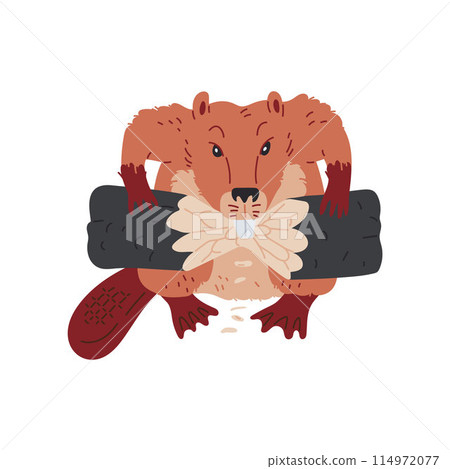 Vector image a beaver holds a log in its paws and nibbles, cartoon flat style 114972077