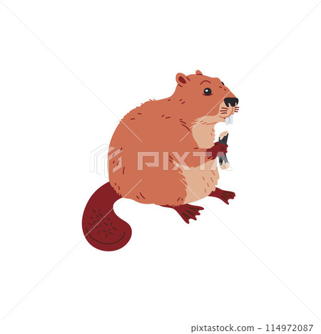 Vector image beaver is holding a log in a flat style on a white background Vector image beaver is holding a log in a flat style on a white background 114972087
