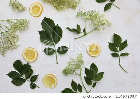 Elderflowers with green leaves, fresh lemon fruit slices on old white wooden table background. Summer herbal composition. Healthy lifestyle. Sambucus niger. Food pattern. Flat lay, top view. Elderflowers with green leaves, fresh lemon fruit slices on old white wooden table background. Summer herbal composition. Healthy lifestyle. Sambucus niger. Food pattern. Flat lay, top view. 114972097