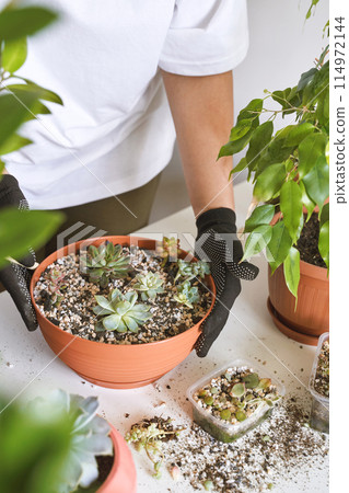 A woman hand gently holds a small echeveria plant in a decorative pot 114972144