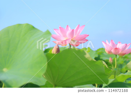 蓮花 1 蓮花映襯著藍天 114972188
