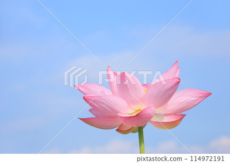 蓮花 4. 蓮花映襯著藍天 蓮花 4. 蓮花映襯著藍天 114972191