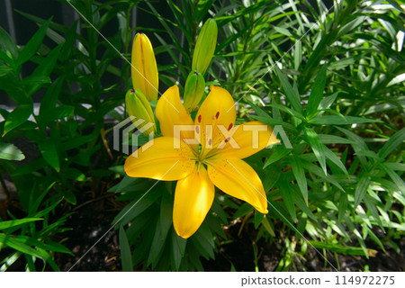 Beautiful Lily flower on green leaves background. Beautiful Lily flower on green leaves background. 114972275