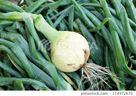 Harvested onions, fresh onions, onion field, new onions, new onions, home garden, image material Harvested onions, fresh onions, onion field, new onions, new onions, home garden, image material 114972670