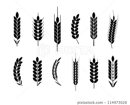 Wheat and rye logo ears. Barley rice grains and elements for beer or organic agricultural food. Vector Wheat and rye logo ears. Barley rice grains and elements for beer or organic agricultural food. Vector 114973026