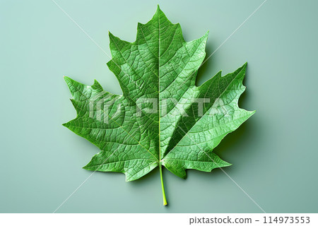 Green leaf with veins and a stem. Symbol of Day Earth 114973553