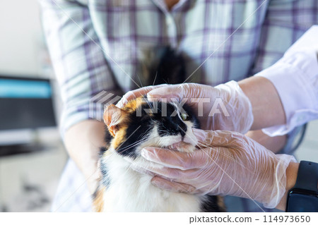 A veterinarian examines the eye of a cat . 114973650