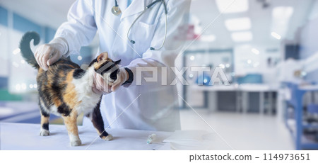 Concept Diagnosis Treatment of cats. 114973651