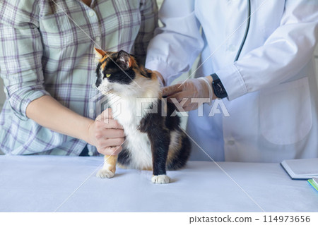 Doctor listens to lungs of pet cat with guardian . 114973656