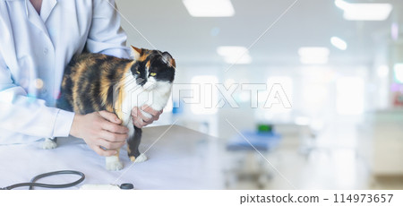 Doctor with a cat on a table on a blurred background. Doctor with a cat on a table on a blurred background. 114973657