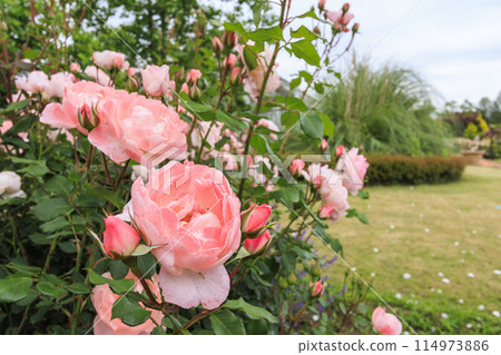 Matsusaka Agricultural Park Bell Farm English Garden in full bloom Matsusaka Agricultural Park Bell Farm English Garden in full bloom 114973886