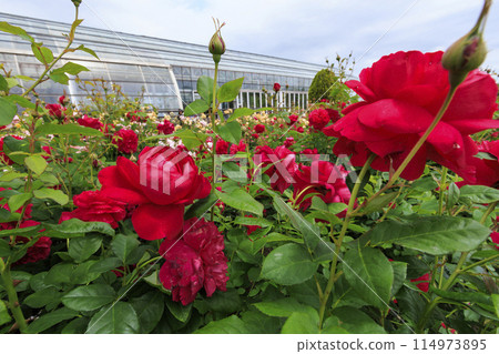 Matsusaka Agricultural Park Bell Farm English Garden in full bloom Matsusaka Agricultural Park Bell Farm English Garden in full bloom 114973895
