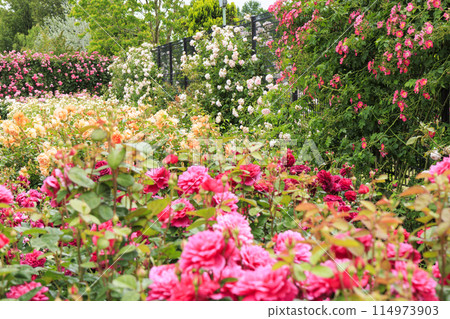 Matsusaka Agricultural Park Bell Farm English Garden in full bloom 114973903