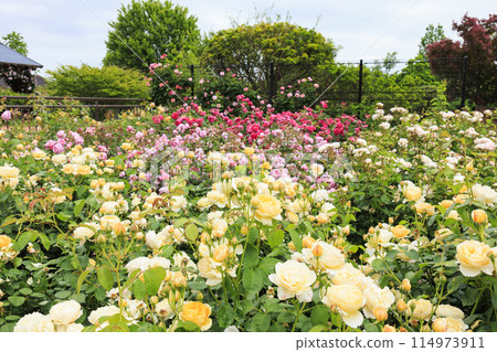 Matsusaka Agricultural Park Bell Farm English Garden in full bloom 114973911