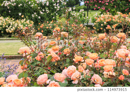 Matsusaka Agricultural Park Bell Farm English Garden in full bloom 114973915