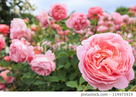 Matsusaka Agricultural Park Bell Farm English Garden in full bloom 114973919