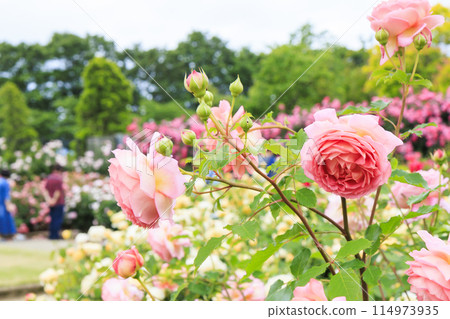 Matsusaka Agricultural Park Bell Farm English Garden in full bloom Matsusaka Agricultural Park Bell Farm English Garden in full bloom 114973935