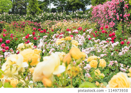 盛開的松阪農業公園貝爾農場英式花園 114973938