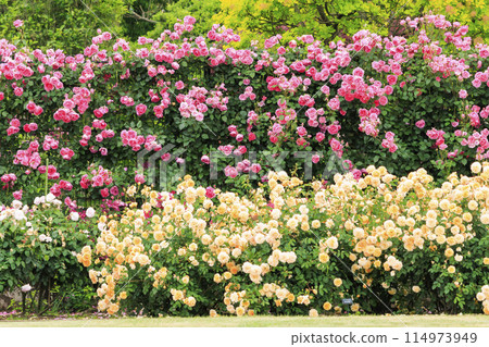 盛開的松阪農業公園貝爾農場英式花園 114973949