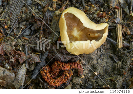 Peziza varia 114974116