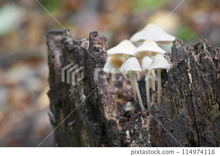Mycena 114974118