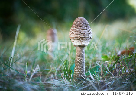Macrolepiota procera - edible mushroom Macrolepiota procera - edible mushroom 114974119