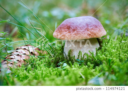 Boletus edulis 114974121