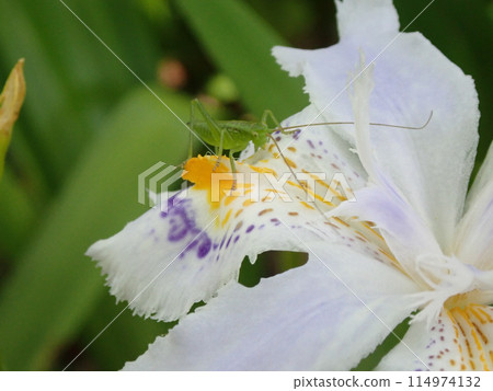 Close-up of Iris japonica flower and insects 114974132