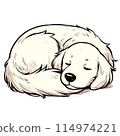 金毛獵犬睡覺 114974221