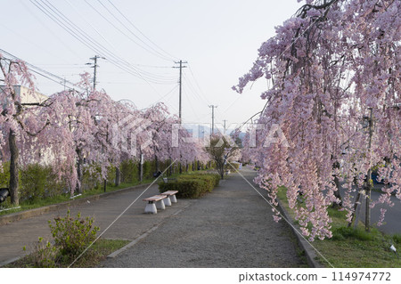 垂直的櫻花白天線 114974772